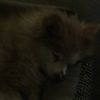 kp_rice